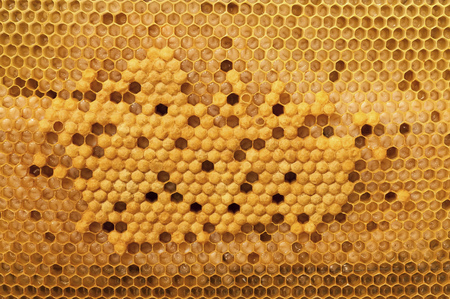 Cell larvae of bees of all ages. Beekeeping.の写真素材