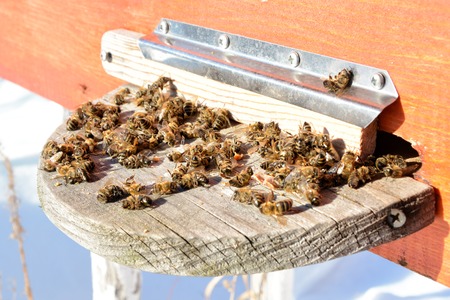 Dead honey bees - poisoned by pesticides and GMOsの写真素材