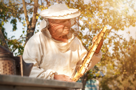 Beekeeper is working with bees and beehives on the apiary. Apiculture.の写真素材