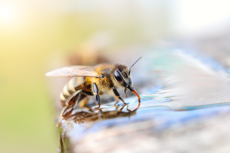 Macro photo bee drinking water. Animals and water.の写真素材