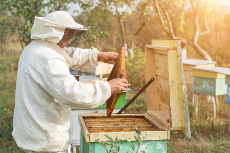 Beekeeper is working with bees and beehives on the apiary. Apiculture.の写真素材