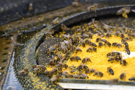 Bait bee spring. Food for bees. Apiculture.の写真素材
