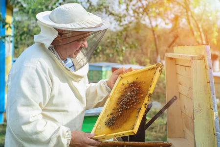 Beekeeper is working with bees and beehives on the apiary. Apiculture.の写真素材