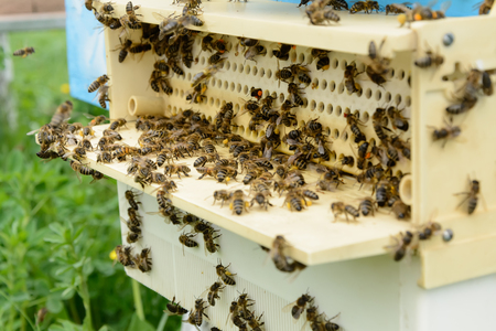 The device is designed to collect pollen attached to the hive. Apiculture. Bees collect pollen.の写真素材