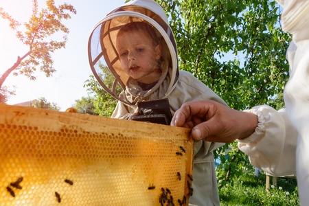 Experienced beekeeper grandfather teaches his grandson caring for bees. Apiculture. The transfer of...