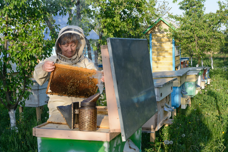 Beekeeper controlling beehive and comb frame. Apiculture.の写真素材