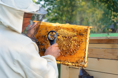 Beekeeper consider bees in honeycombs with a magnifying glass. Apicultureの写真素材