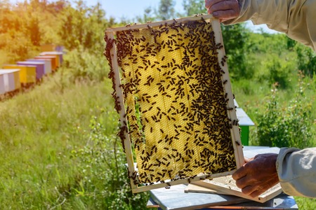 bees work on honeycomb. Honey cells pattern. Apiculture
