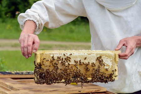 The beekeeper takes out from the hive honeycomb filled with fresh honey. Apicultureの写真素材