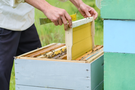 The beekeeper places the hive a new framework for honey. Honeycomb.の写真素材