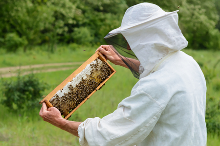 The beekeeper takes out from the hive honeycomb filled with fresh honey. Apicultureの写真素材