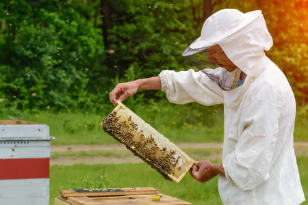 The beekeeper takes out from the hive honeycomb filled with fresh honey. Apicultureの写真素材
