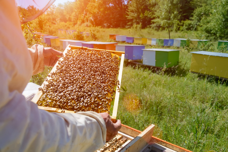 Beekeeper is working with bees and beehives on the apiary. Apicultureの写真素材