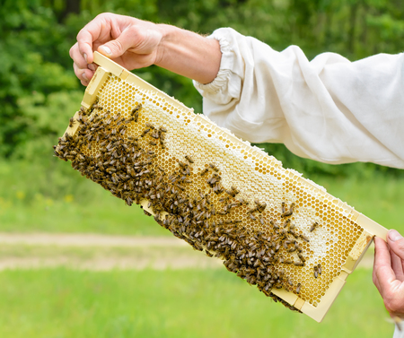 The beekeeper takes out from the hive honeycomb filled with fresh honey. Apicultureの写真素材