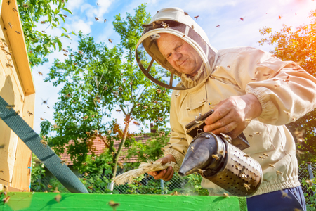 Beekeeper is working with bees and beehives on the apiary. Apicultureの写真素材