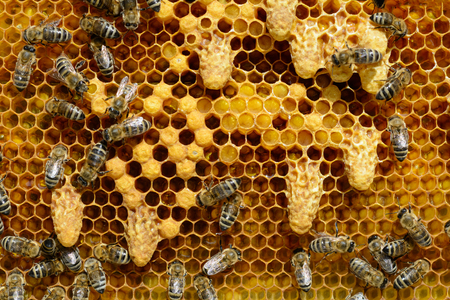 Waxen cottages for growing of chapter of bee family. TThe birth of a new queen of bees.の写真素材