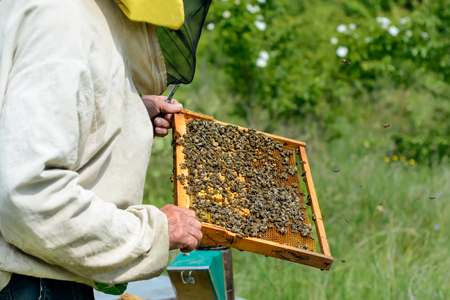 The beekeeper takes out from the hive honeycomb with bees. Apiculture.の写真素材