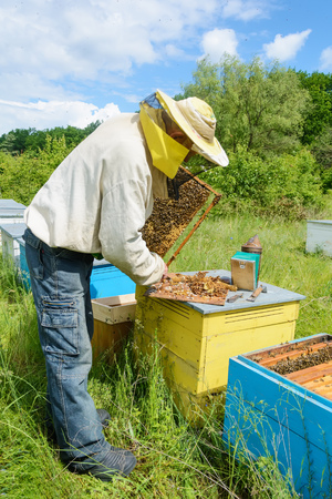 The beekeeper works on an apiary. Apiaryの写真素材