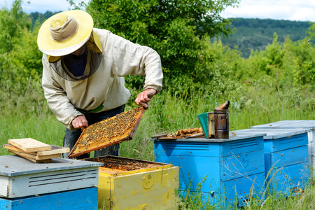 The beekeeper works on an apiary. Apiaryの写真素材