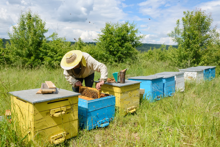 The beekeeper works on an apiary. Apiary.の写真素材
