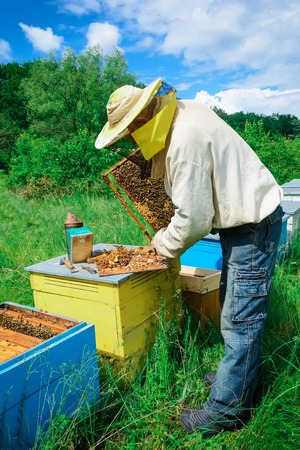 Apiary. The beekeeper works with bees near the hives. Apiculture.の写真素材