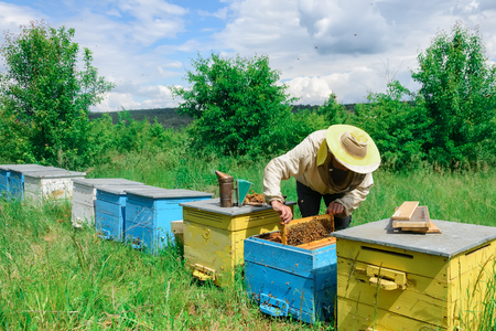 Apiary. The beekeeper works with bees near the hives. Apiculture.の写真素材