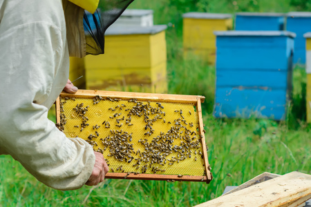 Apiary. The beekeeper works with bees near the hives. Apicultureの写真素材