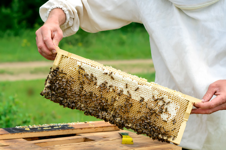 Honeycomb with bees is filled with fresh honey. Apiculture.の写真素材