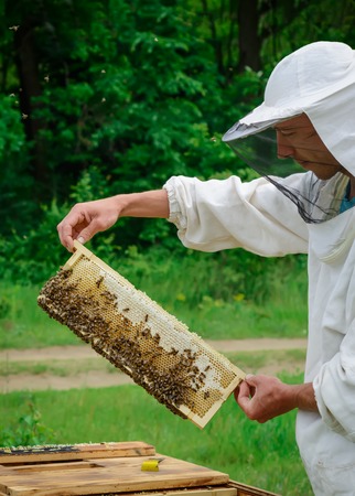 Honeycomb with bees is filled with fresh honey. Apicultureの写真素材