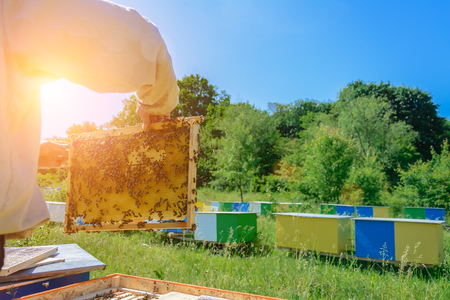 Honeycomb. The beekeeper works with bees near the hives. Apiary.の写真素材