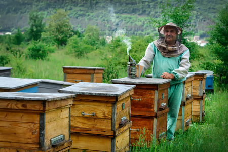 Beekeeper in an apiary near the hives. Apiculture. Apiaryの写真素材