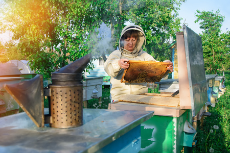Beekeeper woman controlling beehive and comb frame. Honeycomb. Apiary.の写真素材