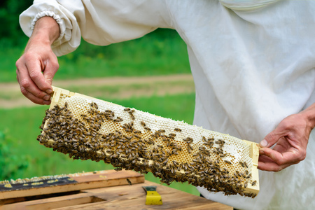 The beekeeper holds a honey cell with bees in his hands. Apiculture. Apiary.