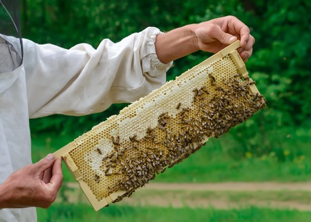 The beekeeper holds a honey cell with bees in his hands. Apiculture. Apiary.の写真素材