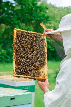 beekeeper holding a honeycomb full of bees. Beekeeper in protective workwear inspecting honeycomb frame at apiary. Beekeeping conceptの写真素材