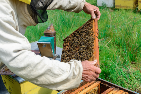 Beekeeper holding a honeycomb full of bees. Beekeeper in protective workwear inspecting honeycomb...