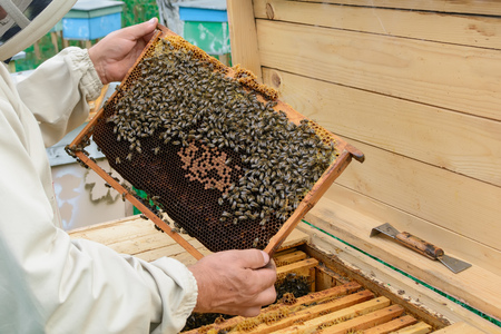 Beekeeper holding a honeycomb full of bees. Beekeeper in protective workwear inspecting honeycomb frame at apiary. Beekeeping concept.の写真素材