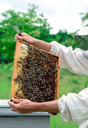 beekeeper holding a honeycomb full of bees. Beekeeper in protective workwear inspecting honeycomb frame at apiary. Beekeeping conceptの写真素材