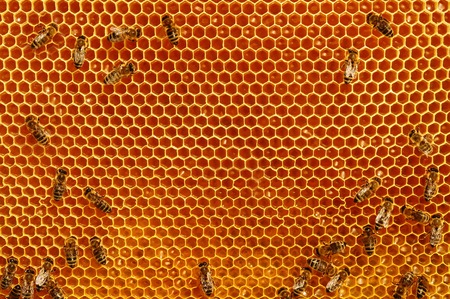 Fragmen of a honey honeycomb with bees and fresh honey. Natural honeyの写真素材