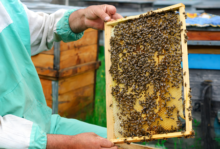 beekeeper holding a honeycomb full of bees. Beekeeper inspecting honeycomb frame at apiary. Beekeeping conceptの写真素材