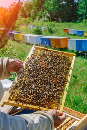 The beekeeper holds a honey cell with bees in his hands. Apiculture. Apiary