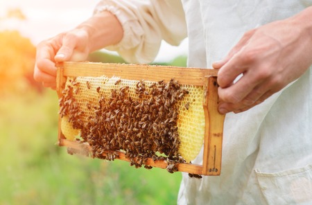 The beekeeper holds a honey cell with bees in his hands. Apiculture. Apiaryの写真素材