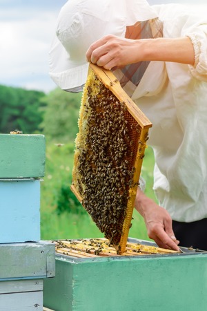 The beekeeper holds a honey cell with bees in his hands. Apiculture. Apiaryの写真素材