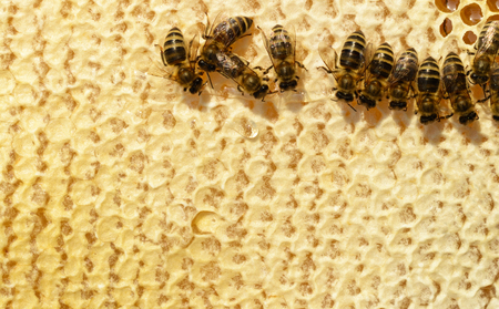Honeycomb. Close up view of the working bees on honey cellsの写真素材