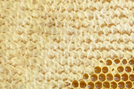 Fragment of a honey cell with fresh honey. Natural backgroundの写真素材