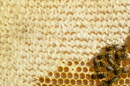 A fragment of a honey cell with fresh honey and bees. Natural backgroundの写真素材