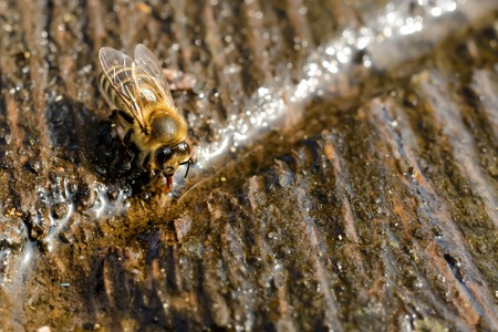 Macro photo bee that drinks water in springtime. Insects and water.