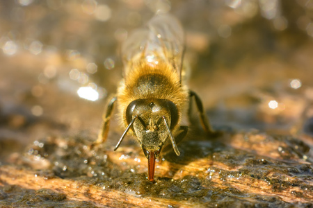 Macro photo bee that drinks water in springtime. Insects and water.