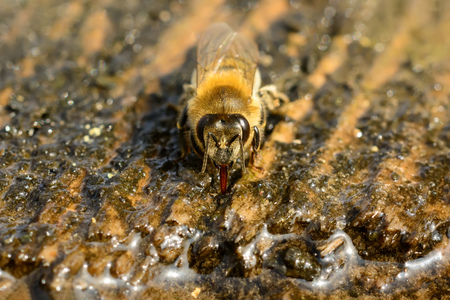 Macro photo bee that drinks water in springtime. Insects and water.