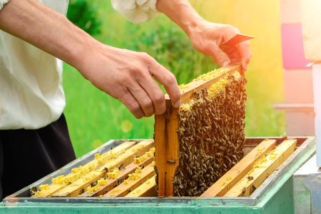 The beekeeper looks at the bee in the hive.の写真素材